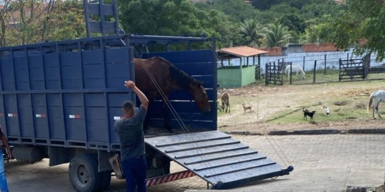Prefeitura reforça alerta sobre perigos de animais de grande porte soltos em vias públicas