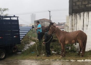 Operação retira cavalos soltos na Lagoa Grande e reforça a segurança da população