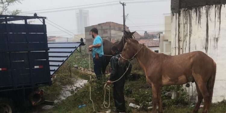 Operação retira cavalos soltos na Lagoa Grande e reforça a segurança da população