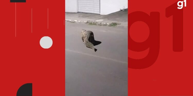 Jacaré é flagrado caminhando por rua no interior da Bahia