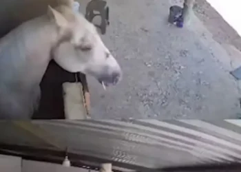 Tremor de terra é sentido no Extremo Oeste baiano e assusta até cavalo