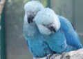 Todas ararinhas-azuis que estavam em vida livre na Bahia testaram positivo para vírus letal, afirma ICMBio