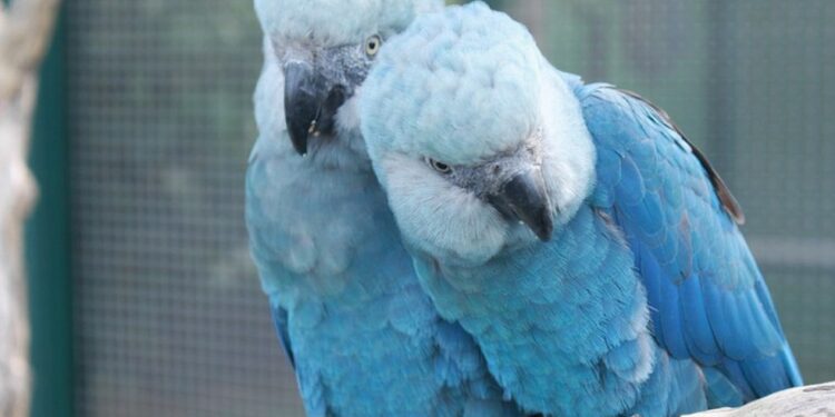 Todas ararinhas-azuis que estavam em vida livre na Bahia testaram positivo para vírus letal, afirma ICMBio