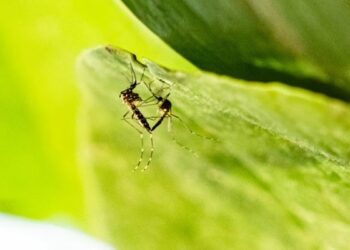 Brasil ganha 1ª vacina de dose única contra a dengue; Anvisa aprova imunizante do Butantan