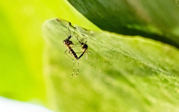 Brasil ganha 1ª vacina de dose única contra a dengue; Anvisa aprova imunizante do Butantan