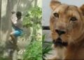 Homem atacado por leoa morreu após mordida no pescoço, mas animal não comeu corpo, revela IML