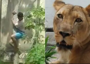 Homem atacado por leoa morreu após mordida no pescoço, mas animal não comeu corpo, revela IML