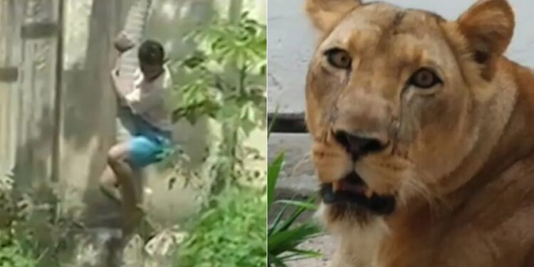 Homem atacado por leoa morreu após mordida no pescoço, mas animal não comeu corpo, revela IML