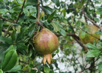 Casca de romã revela potencial para combater infecções de pele