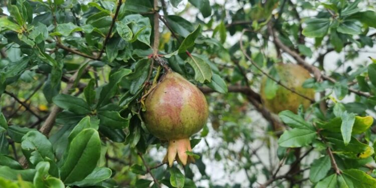 Casca de romã revela potencial para combater infecções de pele