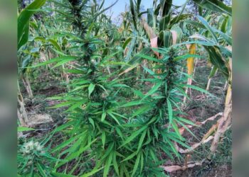PM erradica cerca de 22 mil pés de maconha no norte da Bahia