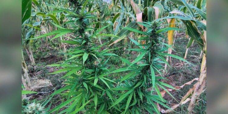 PM erradica cerca de 22 mil pés de maconha no norte da Bahia