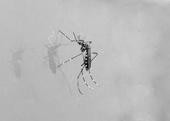 Feira de Santana confirma caso de dengue do sorotipo 3 no município