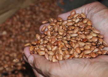 Sementes que serão distribuídas pela Prefeitura podem produzir mais de um milhão de toneladas