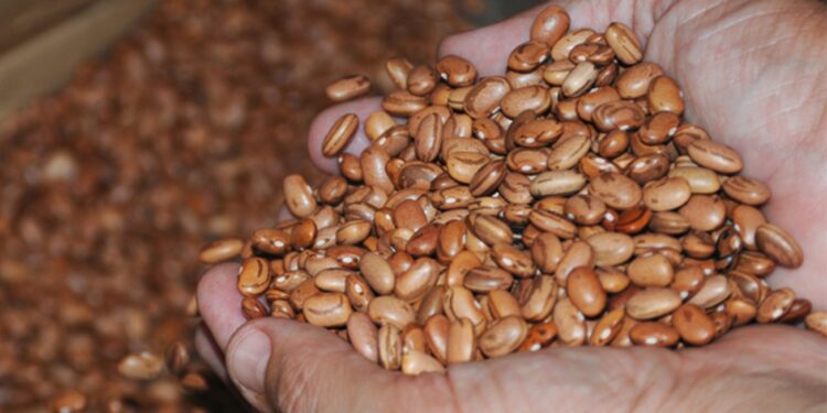 Sementes que serão distribuídas pela Prefeitura podem produzir mais de um milhão de toneladas