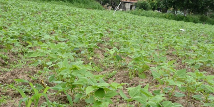 Orgânicos diferenciam produtos da agricultura de Feira de Santana