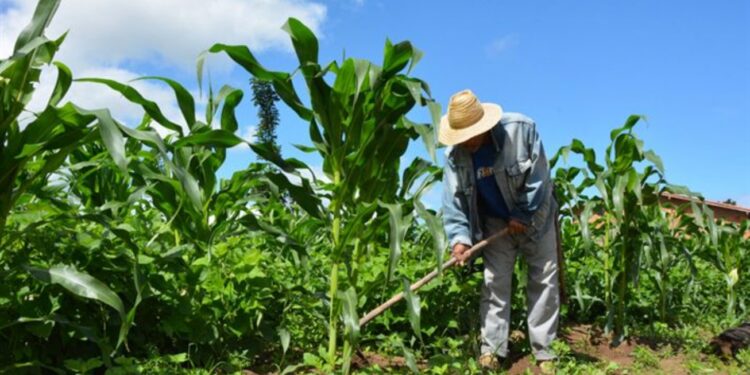 Garantia Safra mais que dobra número de beneficiários e passa a atender cerca de 1.300 agricultores em Feira