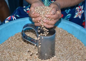 Prefeitura de Feira de Santana inicia distribuição de sementes nesta terça-feira (31)