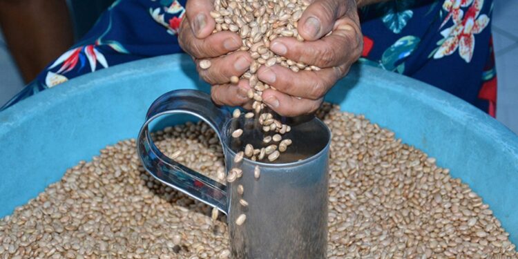 Prefeitura de Feira de Santana inicia distribuição de sementes nesta terça-feira (31)