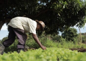 CAF quilombola impulsiona aumento histórico de quase 200% de agricultores cadastrados no Garantia Safra em Antônio Cardoso