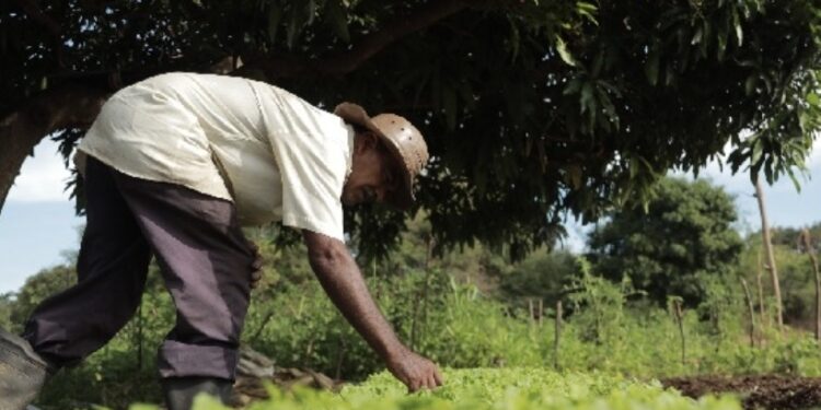 CAF quilombola impulsiona aumento histórico de quase 200% de agricultores cadastrados no Garantia Safra em Antônio Cardoso