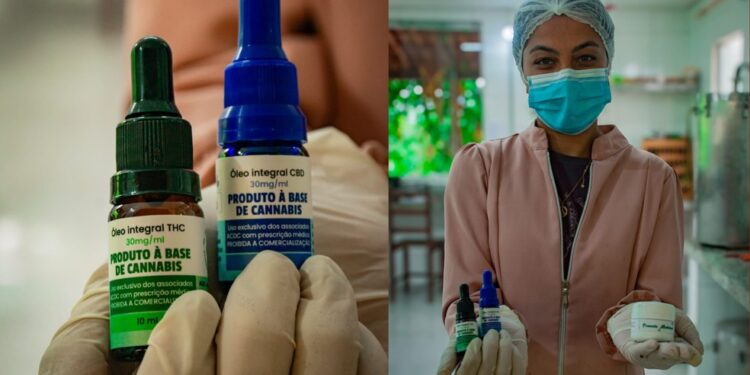 Justiça autoriza que associação plante, transporte e produza óleo de cannabis para fins medicinais na Bahia