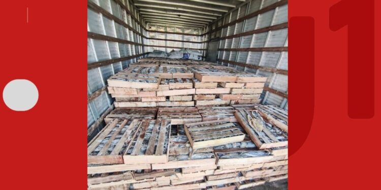 Nove toneladas de peixe são apreendidas em caminhão na Bahia