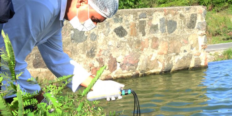 Rascunho automático