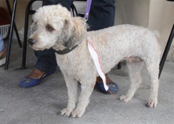 Clínica para pets vai ser construída, mas hospital municipal tem prioridade