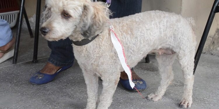 Clínica para pets vai ser construída, mas hospital municipal tem prioridade