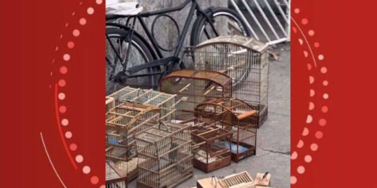 Operação resgata 75 animais silvestres vendidos ilegalmente em Feira de Santana