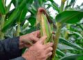 Produção reduzida preocupa agricultores e pode impactar preços do milho e amendoim no São João em Feira