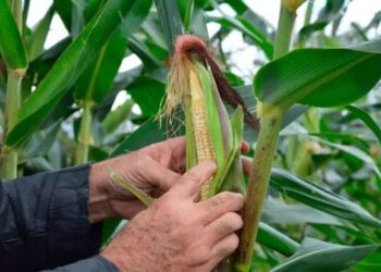Produção reduzida preocupa agricultores e pode impactar preços do milho e amendoim no São João em Feira