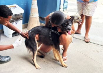 Primeiro sábado de mobilização contra a raiva protege 5.717 cães e gatos em Feira de Santana