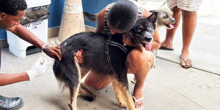 Primeiro sábado de mobilização contra a raiva protege 5.717 cães e gatos em Feira de Santana