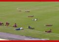 Enxame de abelhas invade estádio e interrompe partida de futebol na Bahia