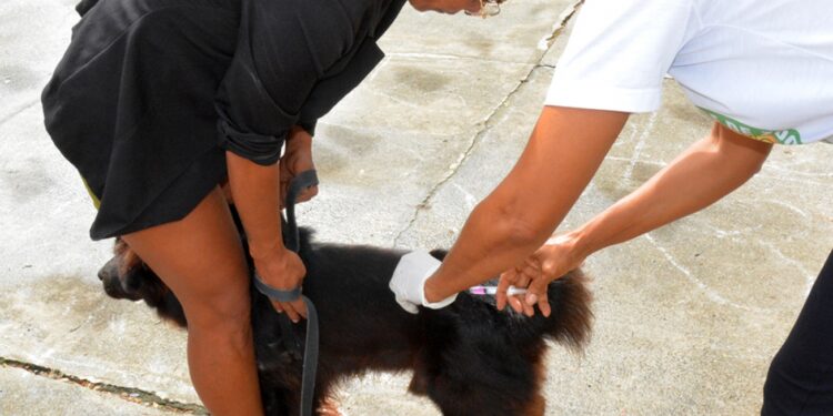 Mais de 4,3 mil cães e gatos são vacinados contra a raiva em mais um sábado de mobilização