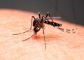 Chikungunya cresce na Bahia em 2026 e casos aumentam mais de 280% em relação ao mesmo período do ano anterior