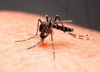Chikungunya cresce na Bahia em 2026 e casos aumentam mais de 280% em relação ao mesmo período do ano anterior