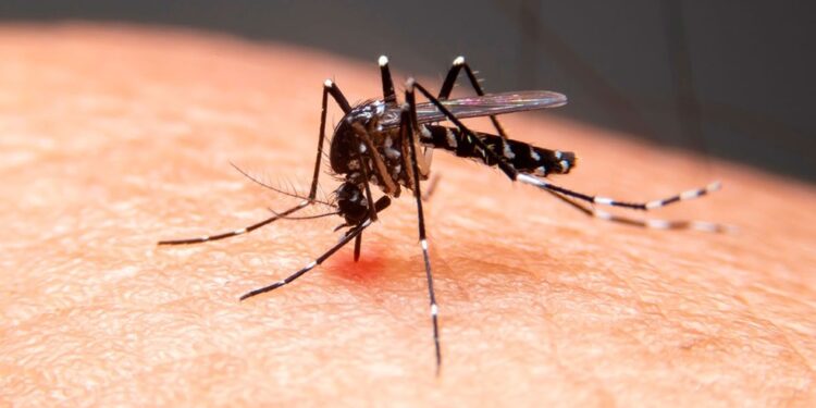 Chikungunya cresce na Bahia em 2026 e casos aumentam mais de 280% em relação ao mesmo período do ano anterior