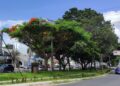 Feira de Santana conquista destaque nacional em edital de arborização urbana e adaptação climática