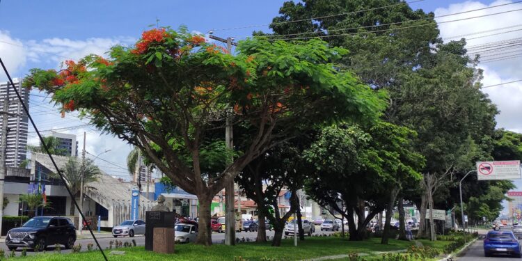 Feira de Santana conquista destaque nacional em edital de arborização urbana e adaptação climática