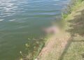 Jacaré-de-papo-amarelo de dois metros é encontrado morto em lagoa de Feira de Santana