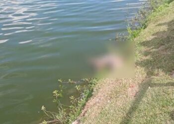 Jacaré-de-papo-amarelo de dois metros é encontrado morto em lagoa de Feira de Santana