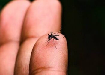 Bahia ultrapassa 10 mil casos prováveis de chikungunya em 2026, aponta Sesab