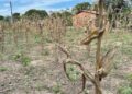 Prefeitura de Feira afirma estar em dia com o Garantia-Safra e amplia assistência à zona rural