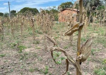 Prefeitura de Feira afirma estar em dia com o Garantia-Safra e amplia assistência à zona rural