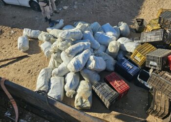 Mais de 320 kg de maconha encontrados escondidos em meio a engradados de verduras são apreendidos na Bahia