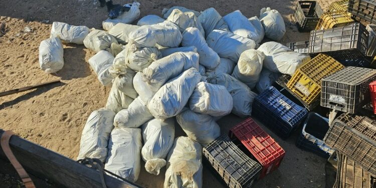 Mais de 320 kg de maconha encontrados escondidos em meio a engradados de verduras são apreendidos na Bahia